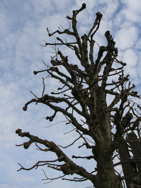 Fruehling 2009   073.jpg